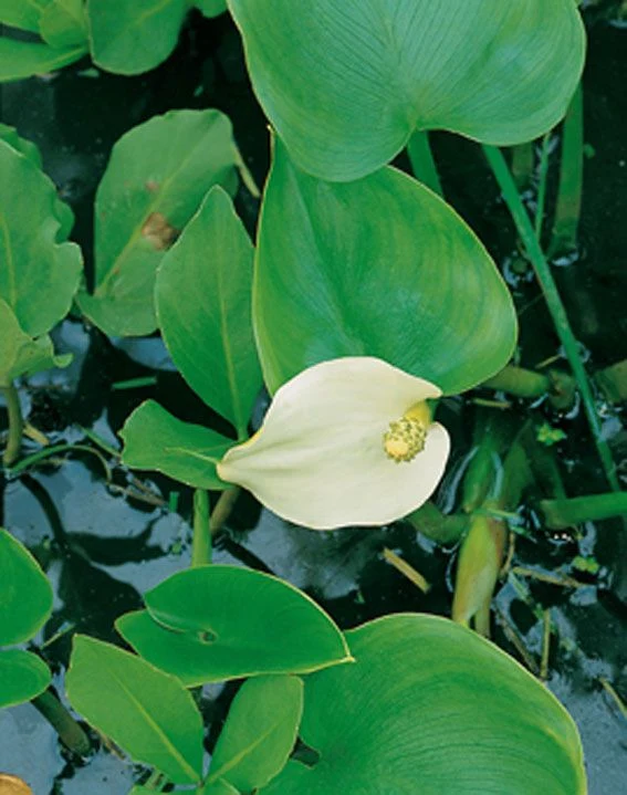 Calla palustris (Missne) i dammkorg 18x18 cm