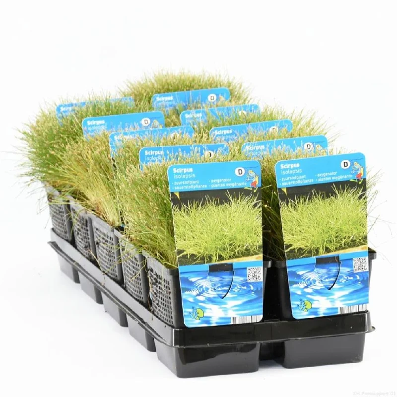 Scirpus isolepsis 11 cm kruka