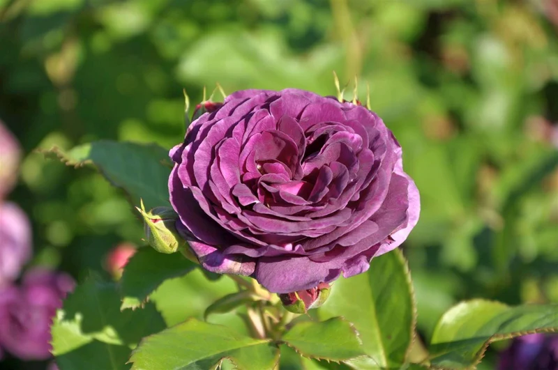 Rosa 'Minerva'® 90 cm stam, C7,5 (7,5 liters kruka)