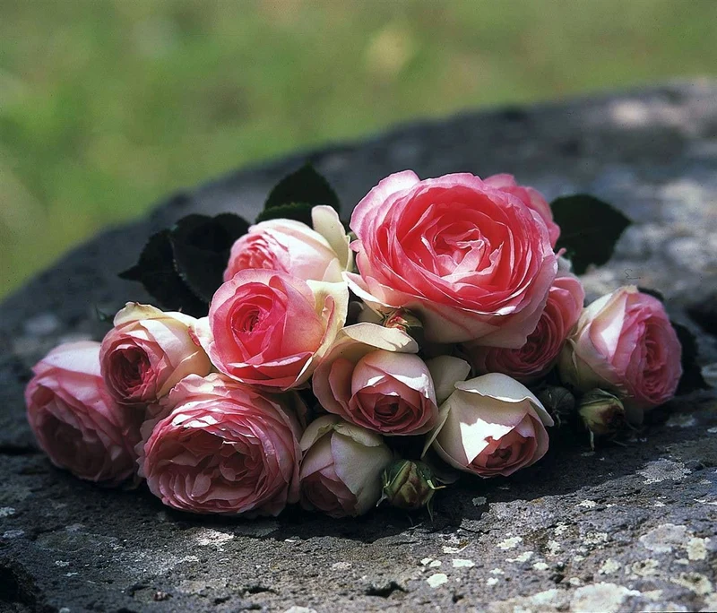 Rosa 'Eden Rose' - 90 cm stam, C7,5 (7,5 liters kruka)