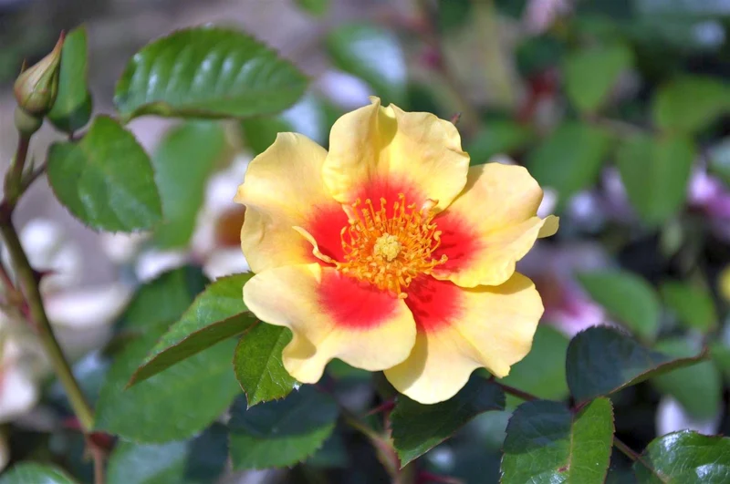 Rosa 'Eye of the Tiger' C5 (5 liters kruka)