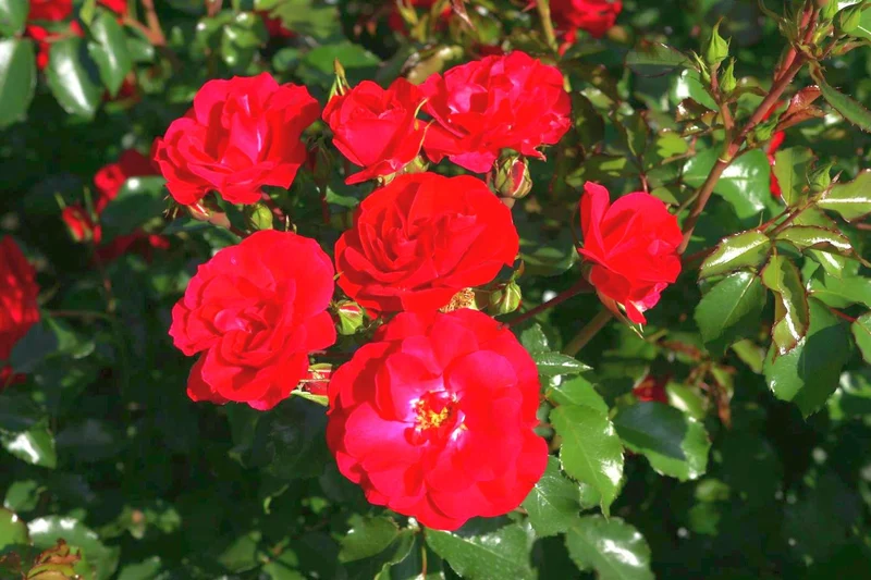 Rosa 'Rotilia' 70 cm stam C7,5 (7,5 liters kruka)