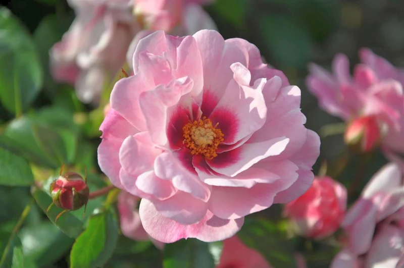 Rosa (P) 'Bright Eyes' C5 (5 liters kruka)