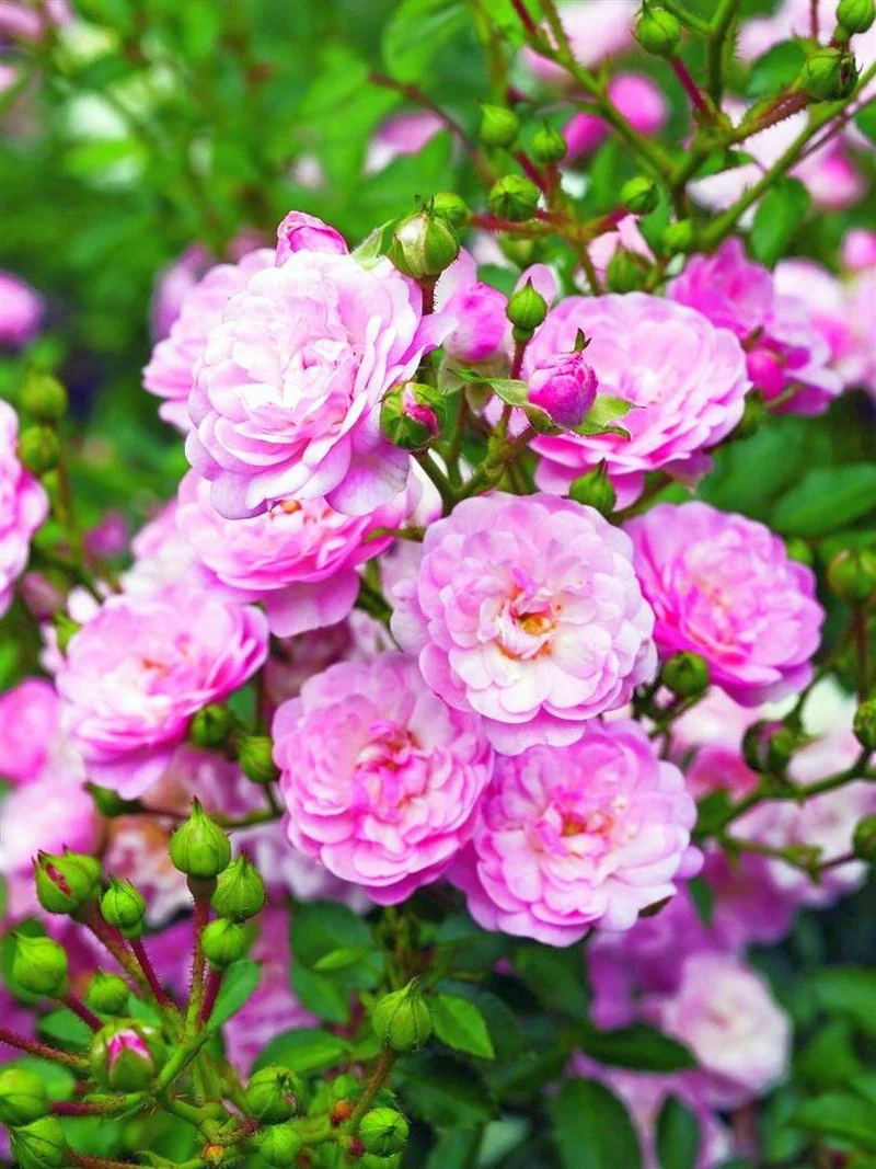 Rosa 'The Fairy' C3 (3 liters kruka)