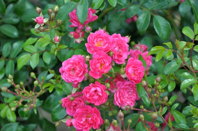 Rosa (PA) 'Lovely Fairy' C3 (3 liters kruka)