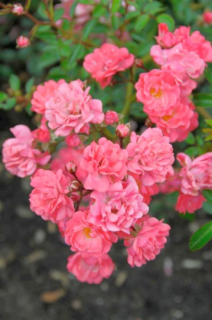 Rosa (PA) s.'Fairy Princess' C3 (3 liters kruka)