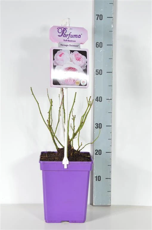 Rosa (F) 'Herzogin Christiana' C5 (5 liters kruka)