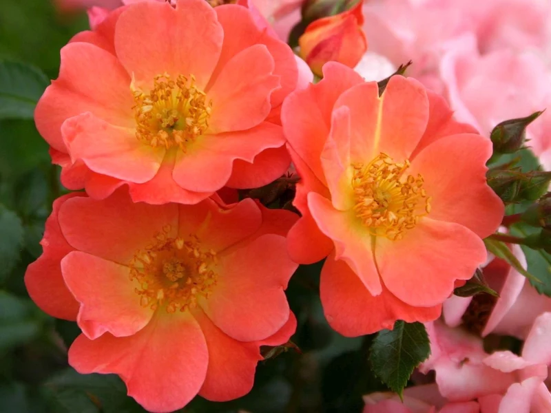Rosa (M) 'Coco' C3 (3 liters kruka) / 19 cm kruka