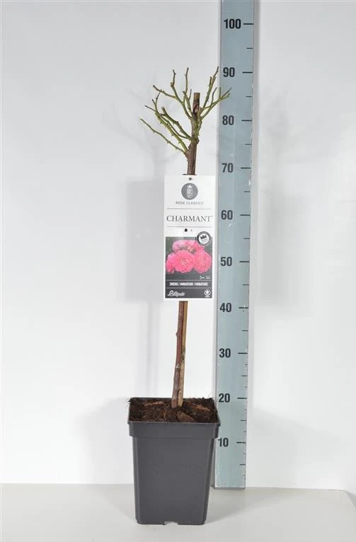 Rosa (M) 'Charmant' - 50 cm stam, C5 (5 liters kruka)