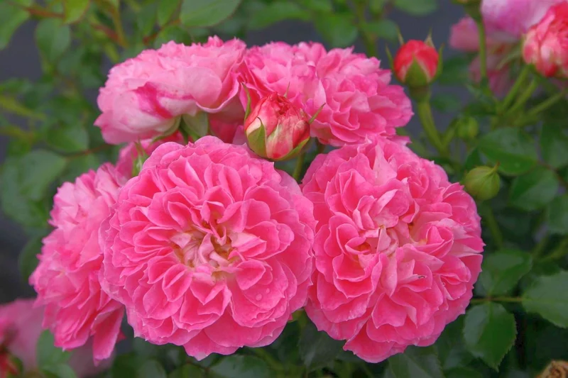 Rosa (M) 'Charmant' C3 (3 liters kruka)