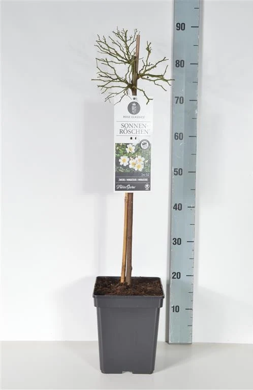 Rosa 'Sonnenroschen' – 50 cm stam, C5 (5 liters kruka)