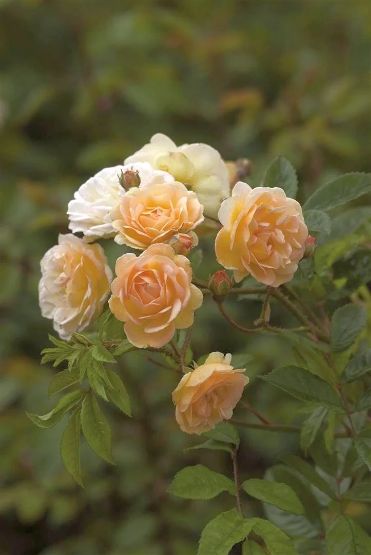 Rosa (K) 'Ghislaine de Feligonde' C5 (5 liters kruka)