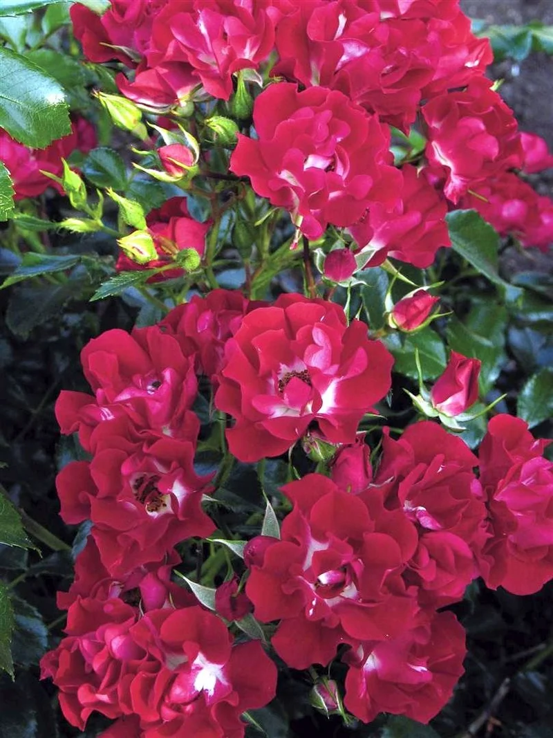 Rosa 'Rambling Rosie' C5 (5 liters kruka)