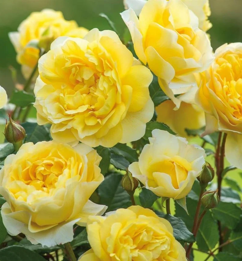Rosa 'The Poet's Wife' C5 (5 liters kruka / 23 cm kruka)