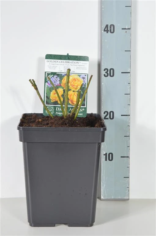 Rosa (H) Golden Celebration C5 (5 liters kruka / 23 cm kruka)