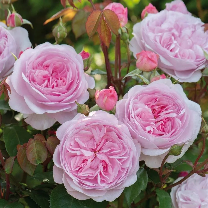 Rosa 'Olivia Rose Austin' C5 (5 liters kruka)