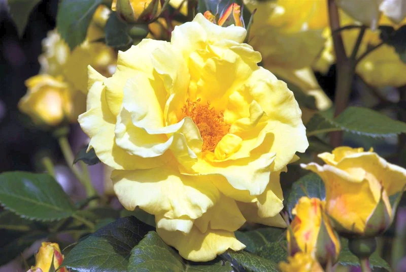 Rosa (H) Lichtkonigin Lucia C5 (5 liters kruka)