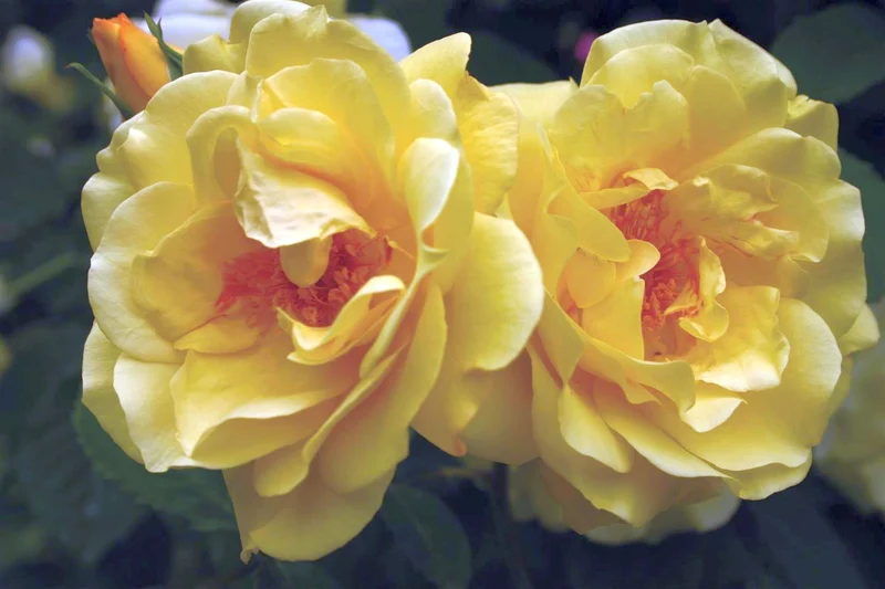 Rosa 'Golden Gate' C5 (5 liters kruka)