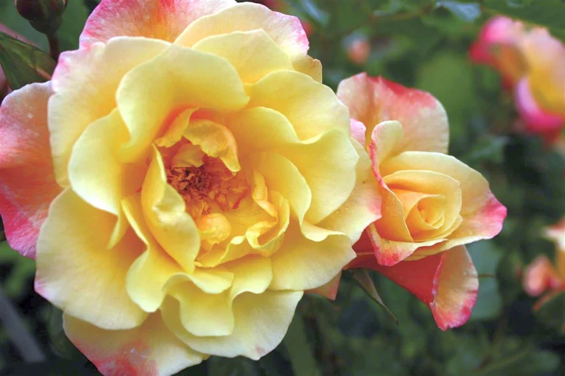 Rosa (H) 'Moonlight' C3 (3 liters kruka)