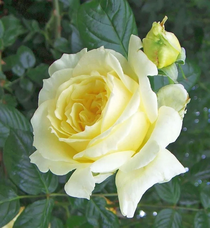 Klätterros Rosa (T) 'Elfe' C5 (5 liters kruka / 23 cm kruka)