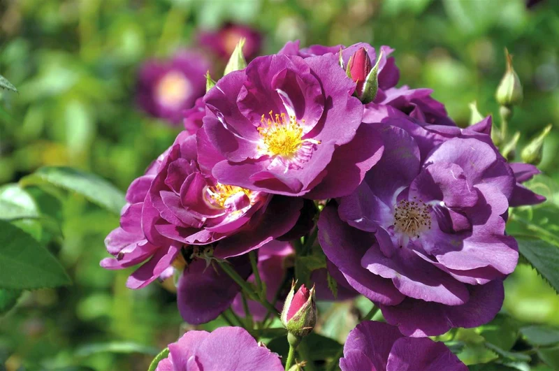 Rosa 'Rhapsody in Blue' C3 (3 liters kruka)
