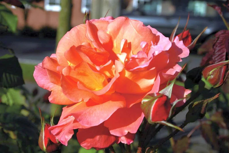 Rosa (H) Westerland C3 (3 liters kruka)