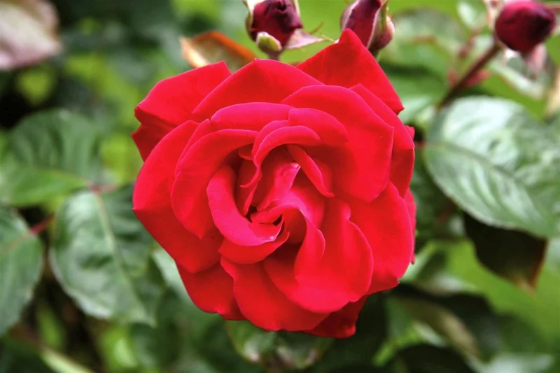 Rosa (K) Grand Hotel C5 (5 liters kruka / 23 cm kruka)