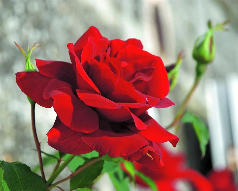 Rosa (K) Santana C3 (3 liters kruka)