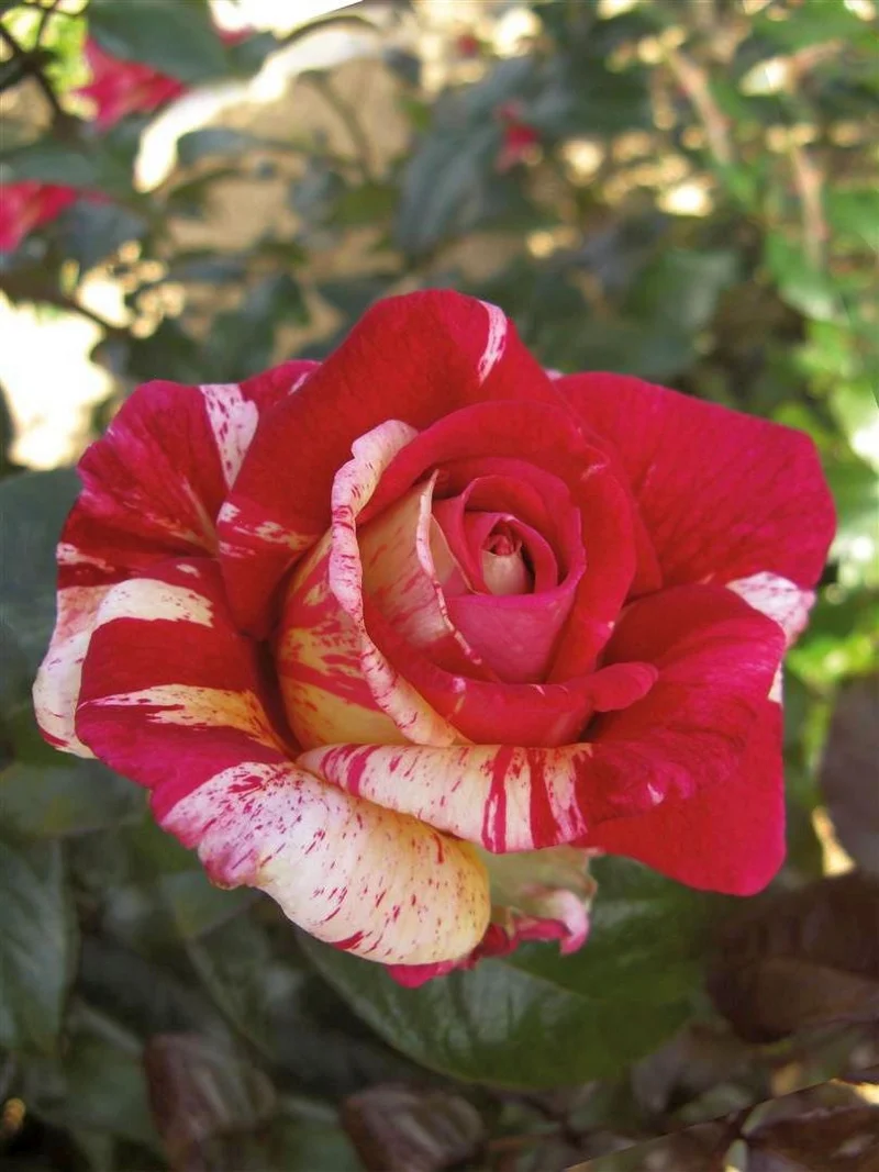 Rosa (T) 'Broceliande' C5 (5 liters kruka)