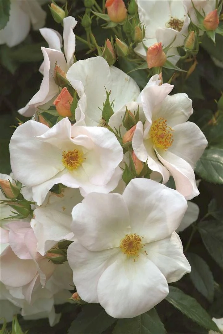 Rosa (H) 'Sally Holmes' C5 (5 liters kruka)