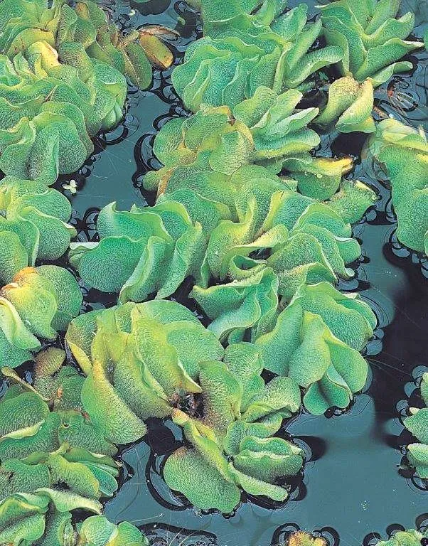 Salvinia natans - lösa växter