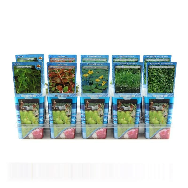 Syresättande dammväxter i plastkruka