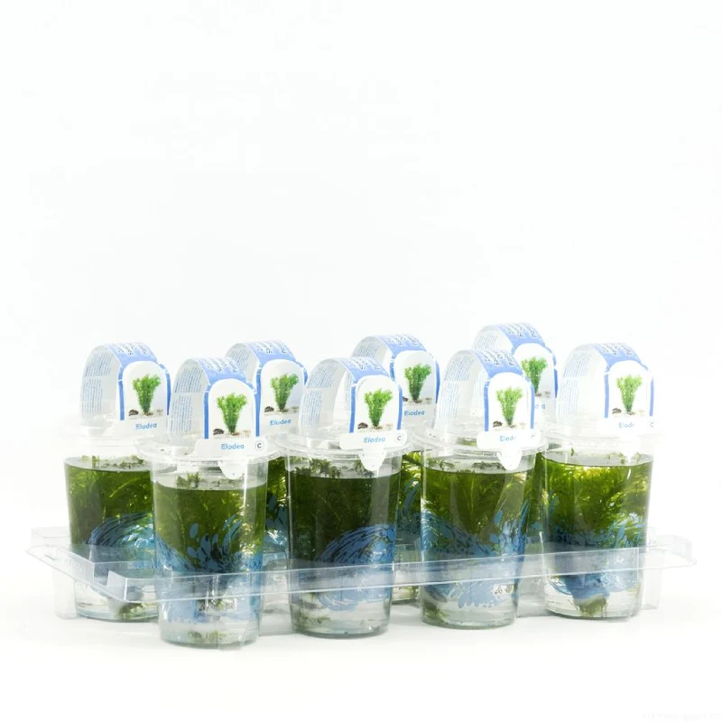 Elodea densa i plastkruka