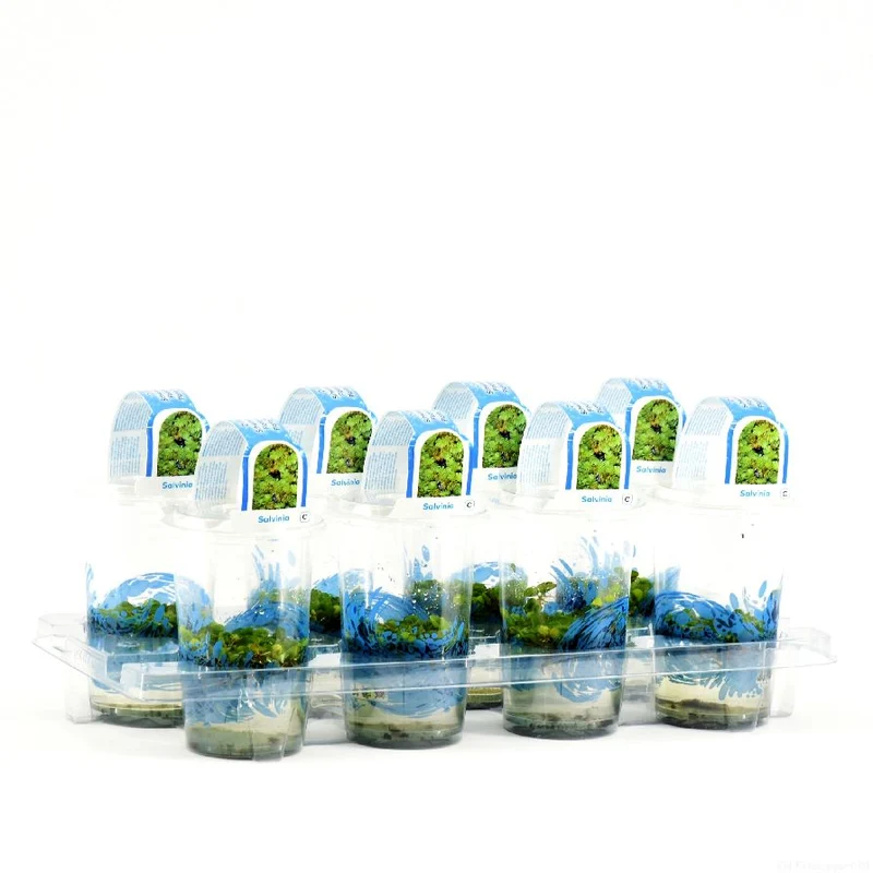 Salvinia natans i plastkruka