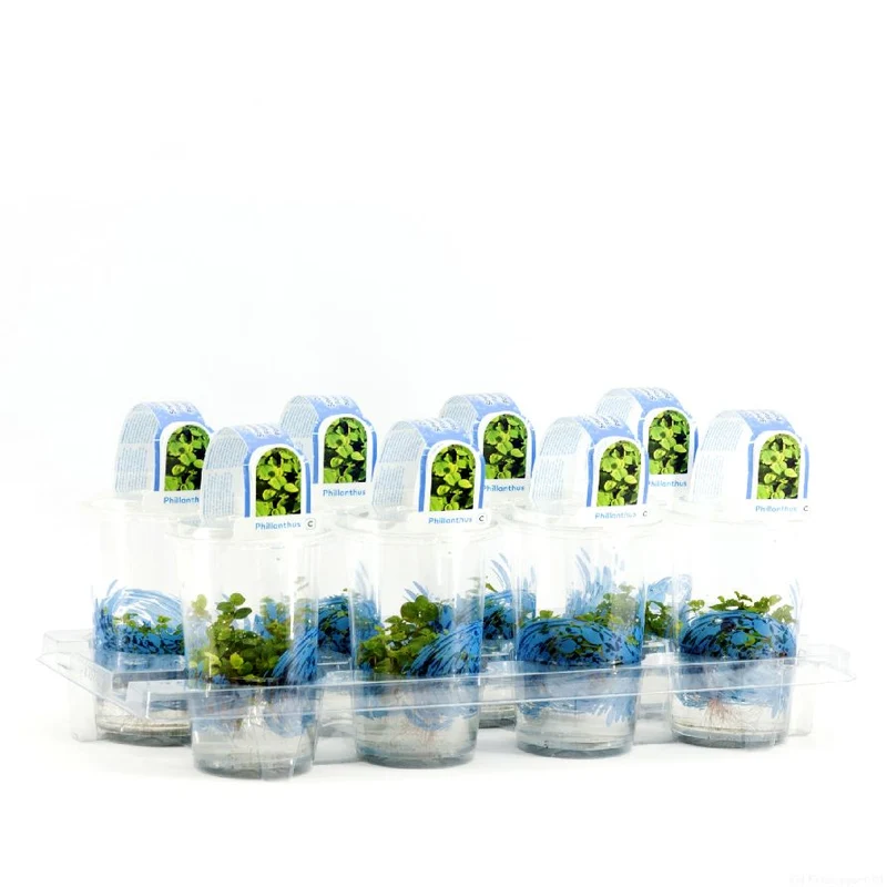 Phyllanthus fusstans - Plastkruka