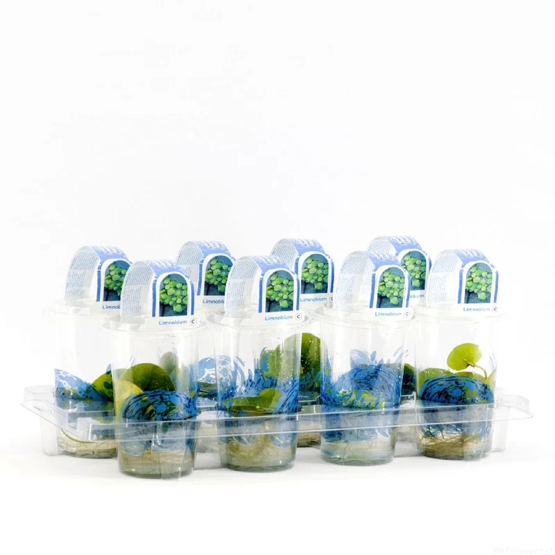 Limnobium spangia i plastkruka