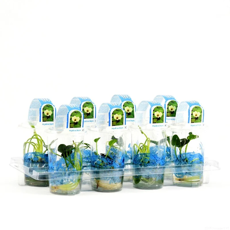 Hydrocleys nymphoides i plastkruka