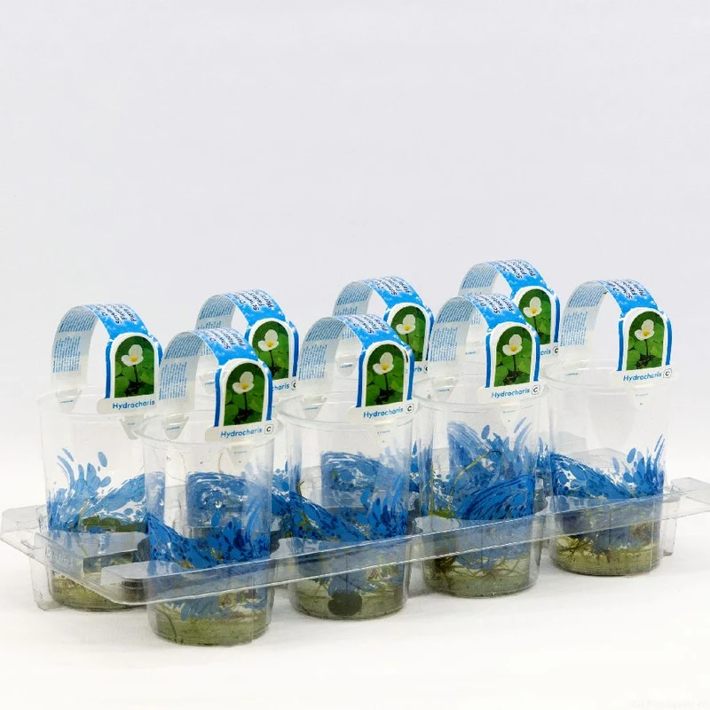Hydrocharis morsus-ranae i plastkruka