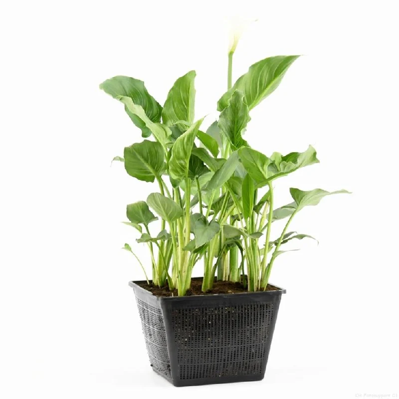 Zantedeschia aethiopica i dammkorg 28x28 cm