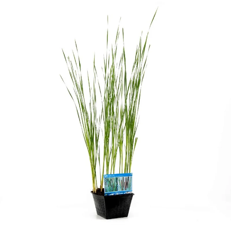 Typha angustifolia - Dammkorg 28x28 cm