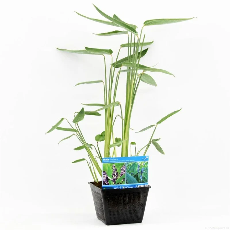 Thalia dealbata i dammkorg 28x28 cm