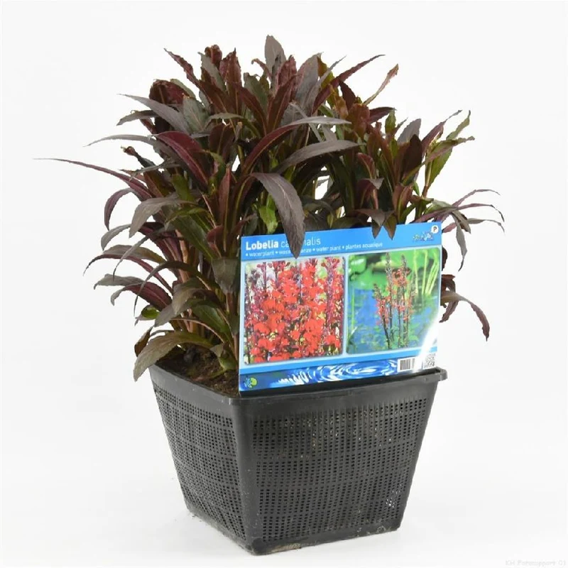 Lobelia cardinalis i dammkorg 28x28 cm