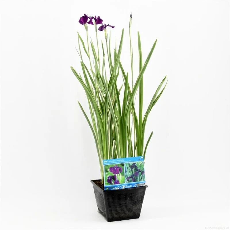 Iris kaemp. 'Variegata' dammkorg 28x28 cm