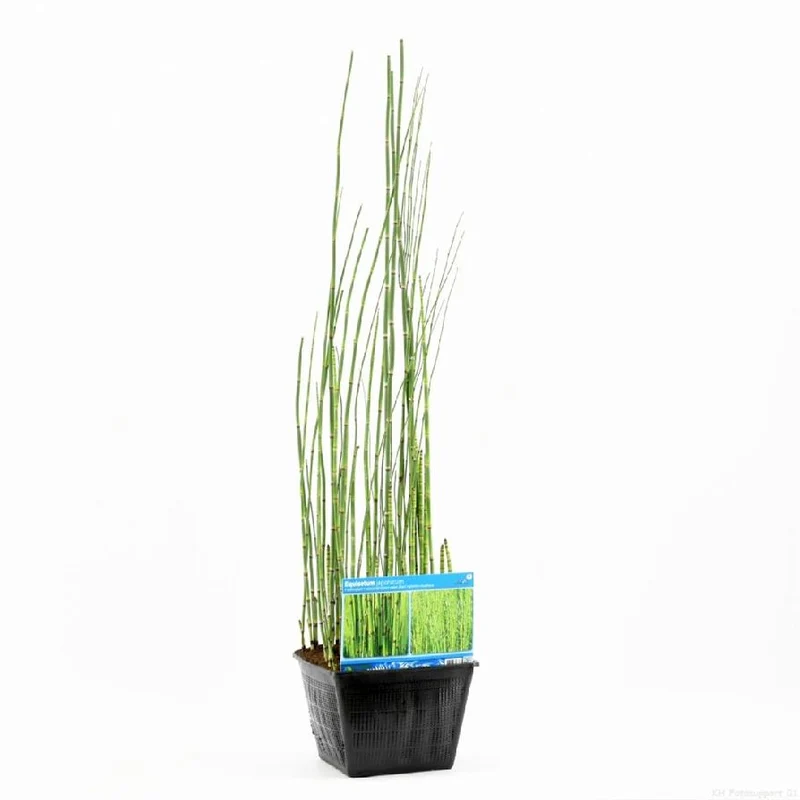 Equisetum japonicum i dammkorg 28x28 cm