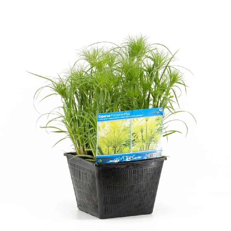 Cyperus percamenthus dammkorg 28x28 cm