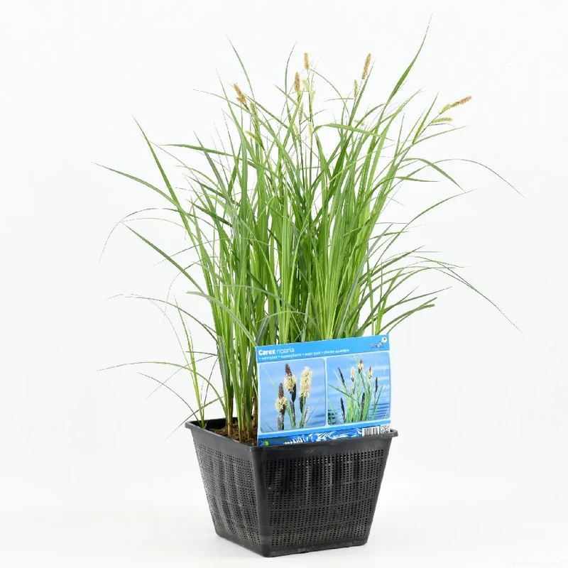 Carex riparia Dammkorg 28x28 cm