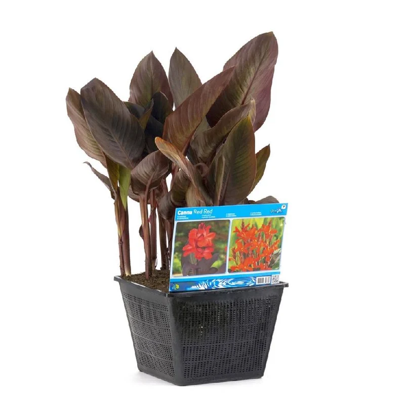 Canna röd - Dammkorg 28x28 cm
