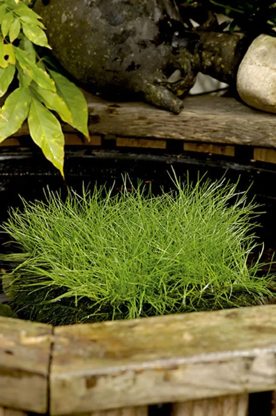 Scirpus isolepsis - Dammkorg 18x18 cm