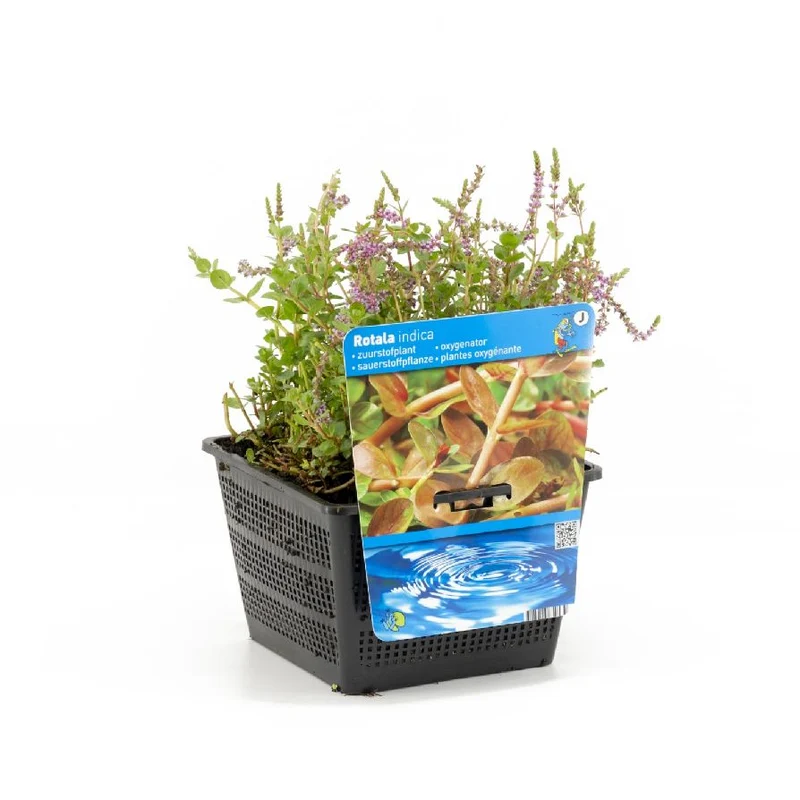 Rotala indica i dammkorg 18x18 cm