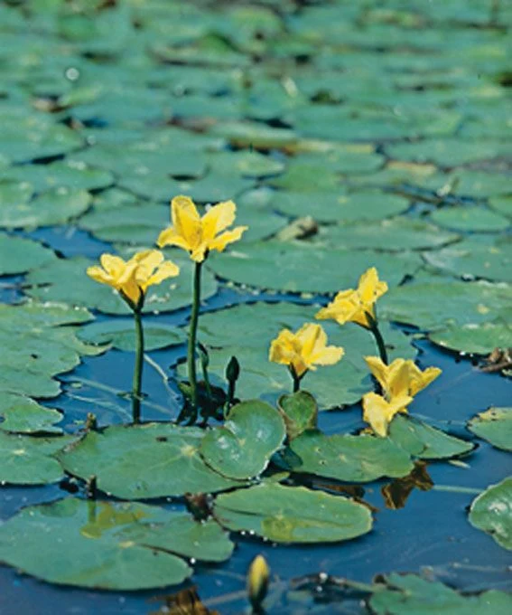 Nymphoides peltata 11 cm kruka